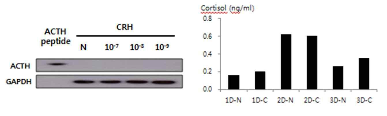 CRH처리 후 ACTH, Cortisol의 변화