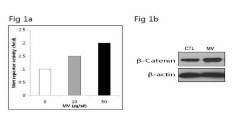 동규자의 Wnt 경로 활성