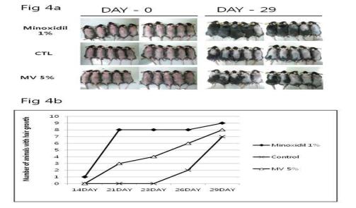 Myristoleic acid의 모발성장유도 동물실험