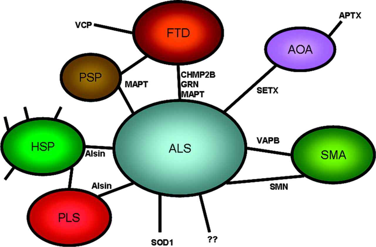 Figure. Network of genes connecting ALS with related disorders.