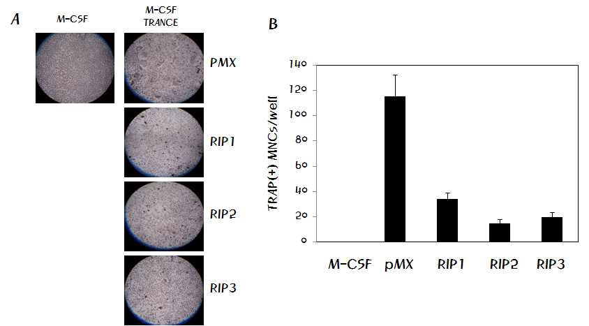 Fig 3. Overexpression of RIPs in BMM inhibits osteoclastogenesis