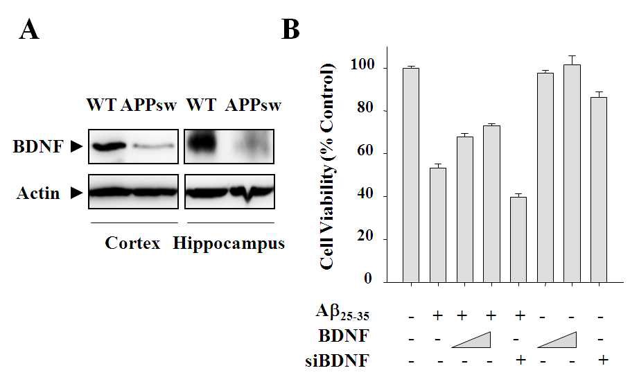 Fig. 2 Effects of up-regulation or down-regulation of BDNF on the Aβ25-35-induced cytotoxicity