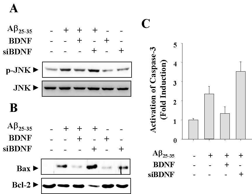 Fig. 5 Effects of up-regulation or down-regulation of BDNF on the Aβ25-35-induced proapoptotic signals