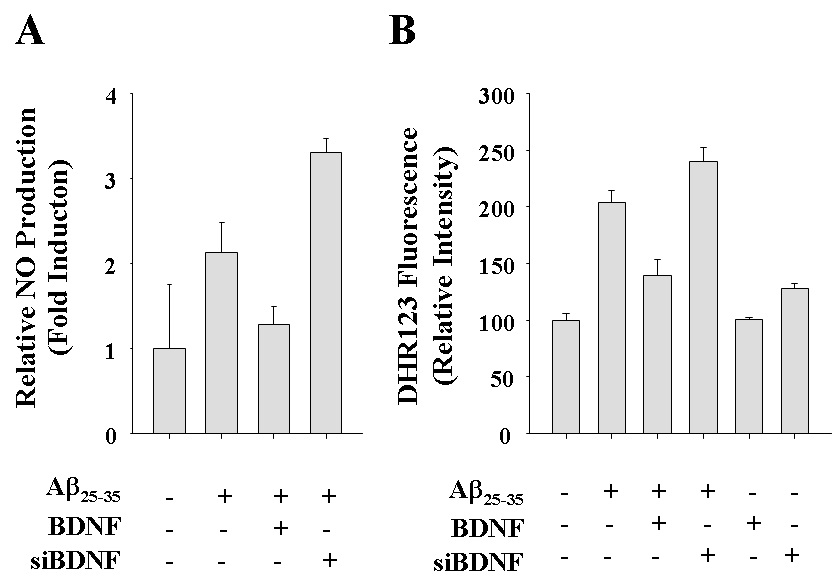 Fig. 7 Effects of up-regulation or down-regulation of BDNF on the Aβ25-35-induced intracellular accumulation of RNS