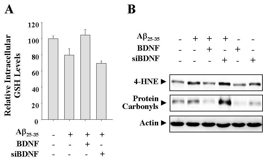 Fig. 8 Effects of up-regulation or down-regulation of BDNF on the Aβ25-35-induced oxidative damages
