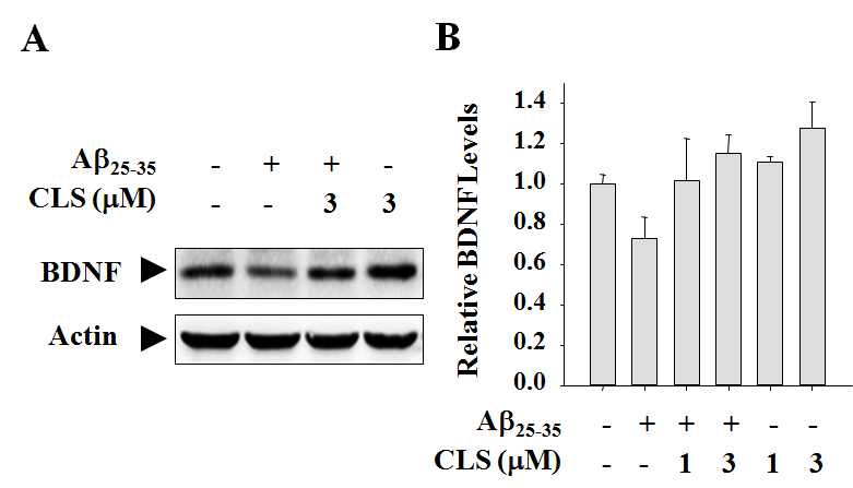 Fig. 10 Restoration of Aβ25-35-decreased BDNF levels by clerosterol