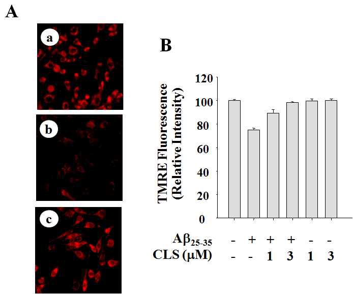 Fig. 13 Effect of clerosterol on Aβ25-35-induced dissipation of mitochondrial transmembrane potential