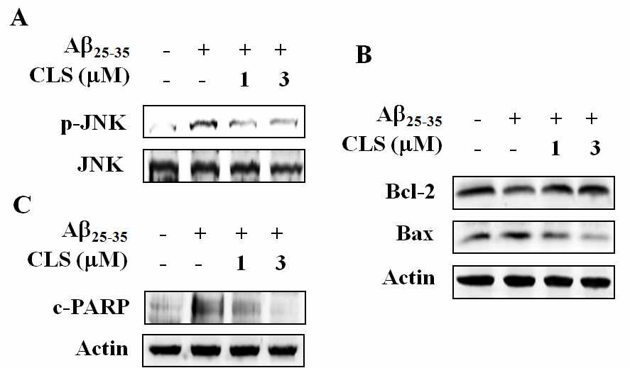 Fig. 14 Protective effect of clerosterol on Aβ25-35-induced apoptotic markers