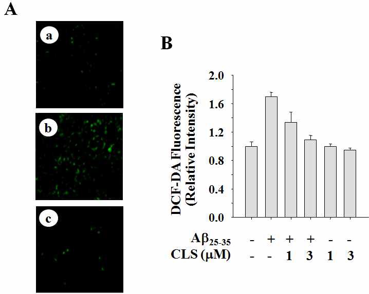 Fig. 15 Inhibitory effect of clerosterol on Aβ25-35-induced intracellular accumulation of ROS