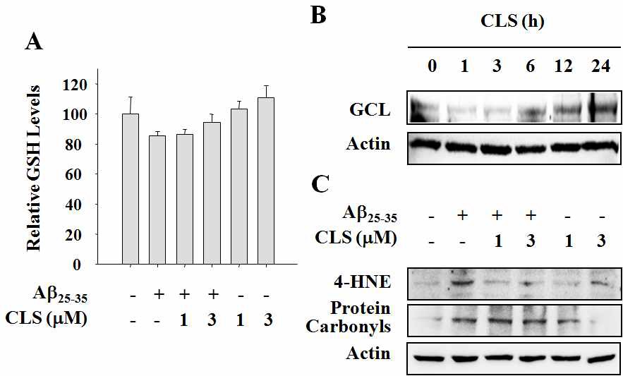 Fig. 17 Protective effect of clerosterol on Aβ25-35-induced oxidative damages