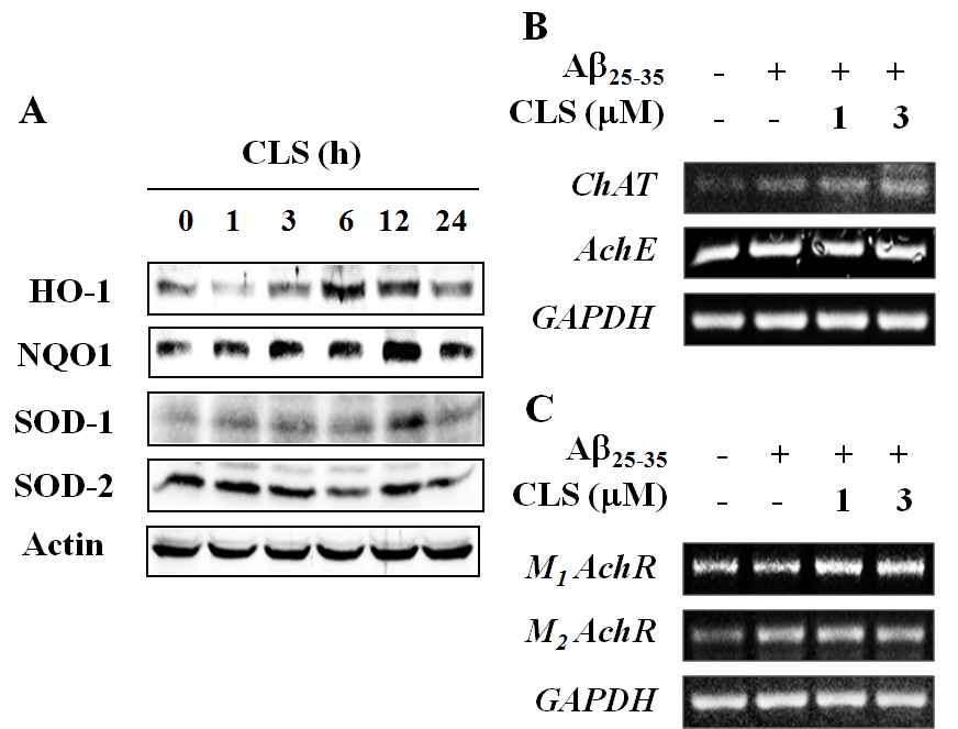 Fig. 18 Effects of clerosterol on the expression of antioxidant enzymes and other proteins involved in the acetylcholine metabolism