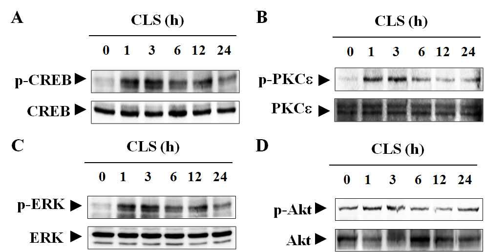 Fig. 20 Possible up-stream regulators for the clerosterol-induced expression of BDNF