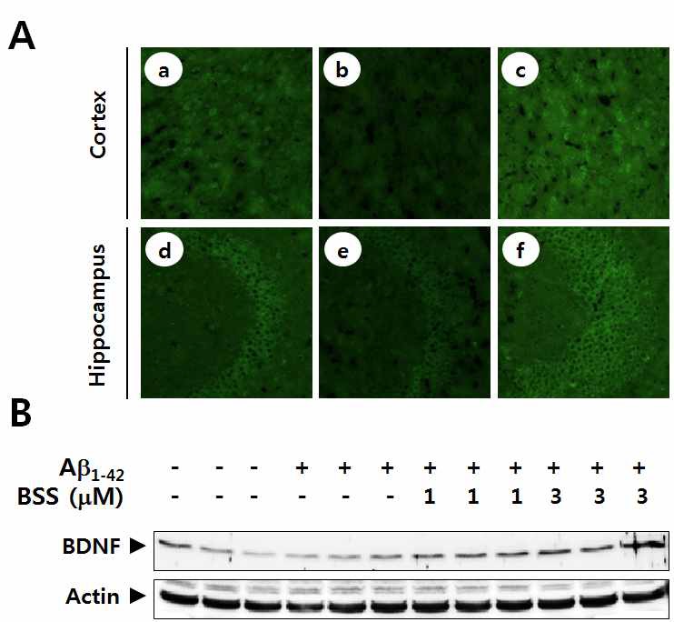 Fig. 25 β-Sitosterol-up-regulated protein expression of BDNF in the cortex and hippocampus of C57BL/6 mice