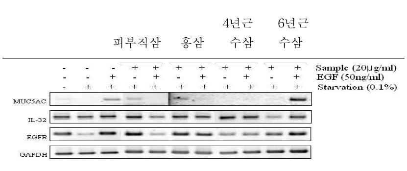 Effect of 피부직삼, 홍삼, 4년근 수삼, and 6년근 수삼 on the EGF induced MUC5AC gene expression.