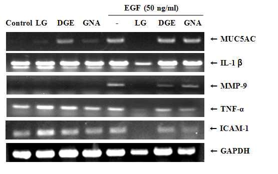 가공 유형별 인삼 추출물질들의 EGF로 유도되는 MUC5AC, IL-1β, MMP-9, TNF-α, ICAM-1 mRNA 의 억제효과