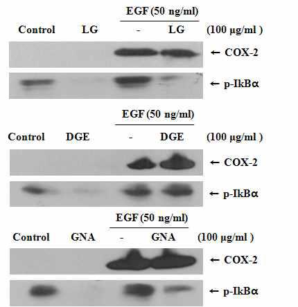 가공 유형별 인삼 추출물질들의 EGF로 유도되는 COX-2의 억제 효과와 Ik B의 활성 저해 효과