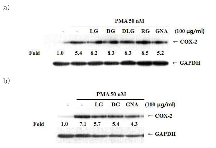 암 세포에서 가공 유형별 인삼 추출물질들의 COX-2의 발현 억제 효과
