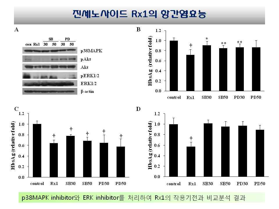 진세노사이드 Rx1과 MAPK inhibitor에 의한 HBsAg 발현에 미치는 영향 분석