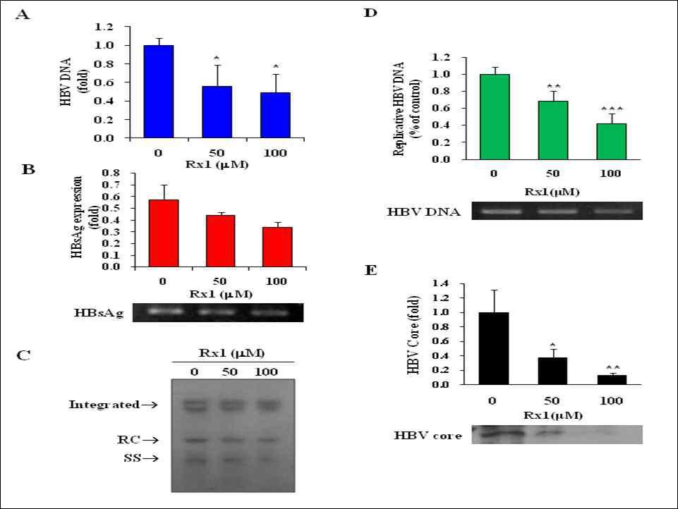 Rx1이 HBV DNA 복제에질 활성에 미치는 영향 분석