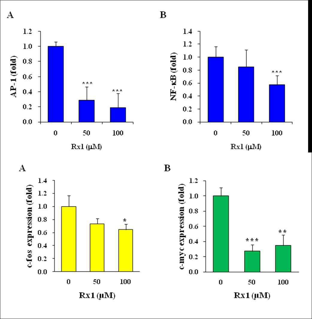 진세노사이드 Rx1에 의한 AP-1, NF-kB promoter 활성에 미치는 영향 분석