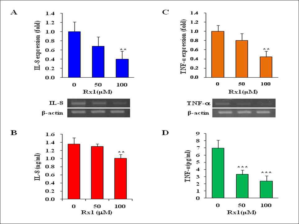 진세노사이드 Rx1에 의한 IL-8(A)과 TNF-a (B)유전자 발현 억제와 ELISA 분석을 통한 단백질 발현 억제 활성 분석