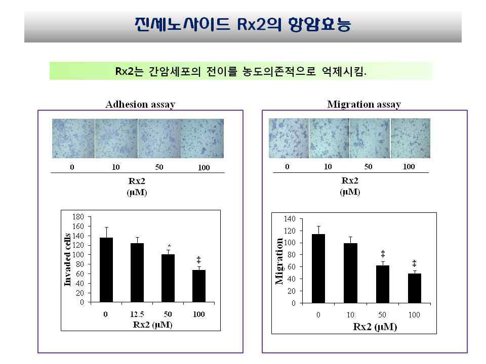 Rx2가 HepG2 세포의 Adhesion과 migration에 미치는 영향 분석