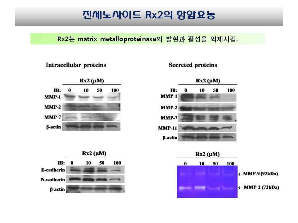 진세노사이드 Rx2에 의한 MMPs와 Cadherin 유전자 발현에 미치는 영향 분석