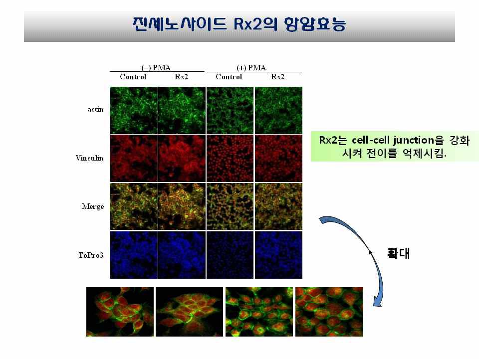 면역형광분석법에 의한 진세노사이드 Rx2가 vinculin 유전자 발현에 미치는 영향 분석