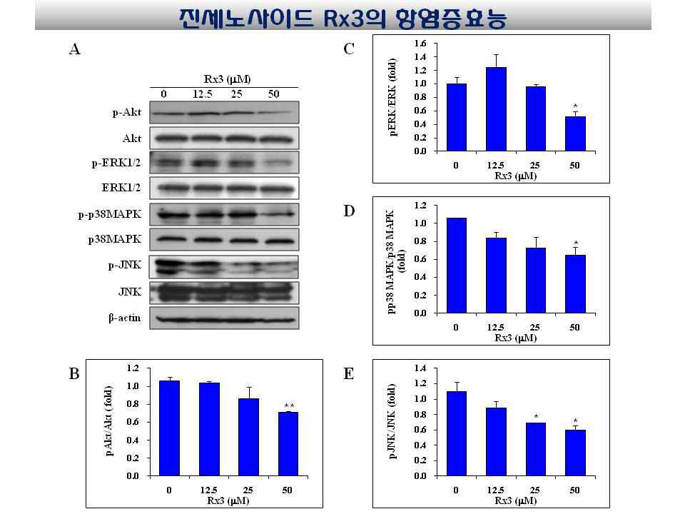 Rx3에 의한 MAPK 단백질 인 산화에 미치는 영향 분석