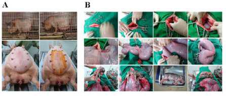 임신 110일령의 미니돼지의 제왕절개수술과정