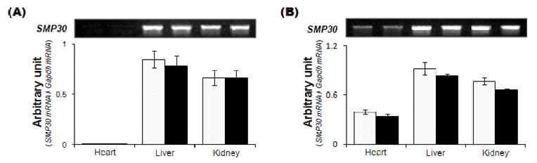 (A) 단기간 및 장기간의 멜라토닌 투여에 따라 심장, 간, 신장 조직에서 나타나는 SMP30 mRNA 변화