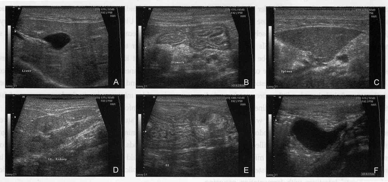 미니돼지의 복부 초음파 촬영상. (A) 간과 담낭, (B) 위, (C) 비장, (D) 좌측 신장, (E) 소장, (F) 방광