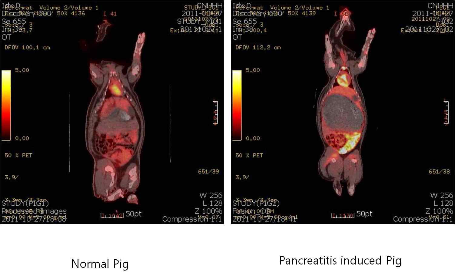 정상 미니돼지와 췌장염 유발 미니돼지에서 PET-CT의 영상에서 복와위에 의한 췌장 영상