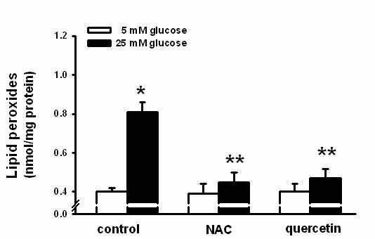 췌장 세포에서 고포도당에 의한 LPO 형성에 대한 NAC 및 quercetin의 예방 효과. *p < 0.05 vs. control, **p < 0.05 vs. 25 mM glucose alone.