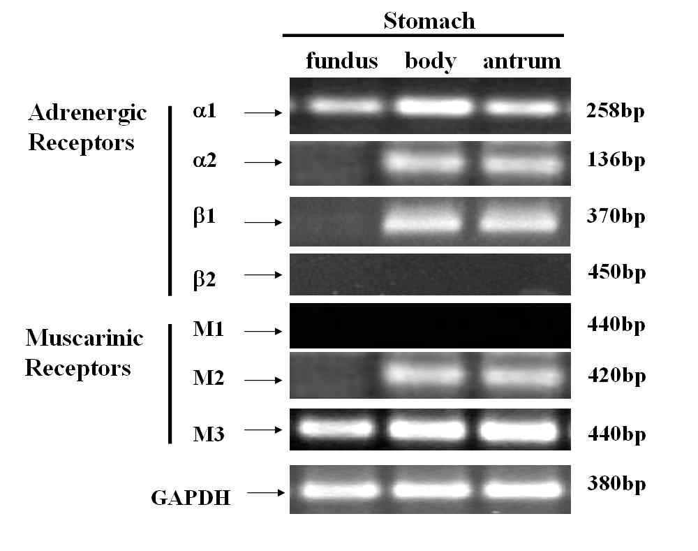미니돼지의 위바닥, 위몸통, 위방에서의 아드레날린 수용체와 무스칼린성 수용체의 mRNA 발현 비교