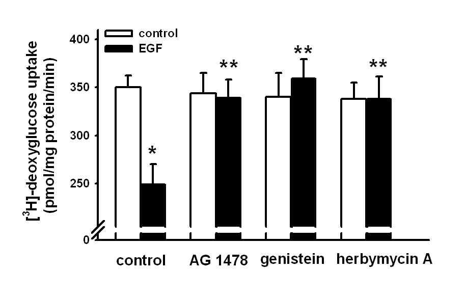 AG1478, genistein, herbimycin A가 EGF로 유도되는 포도당 흡수에 미치는 영향