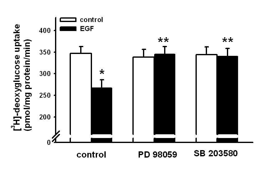 EGF에 의해 유도되는 포도당 흡수에 p38과 p44/42 MAPK가 미치는 영향