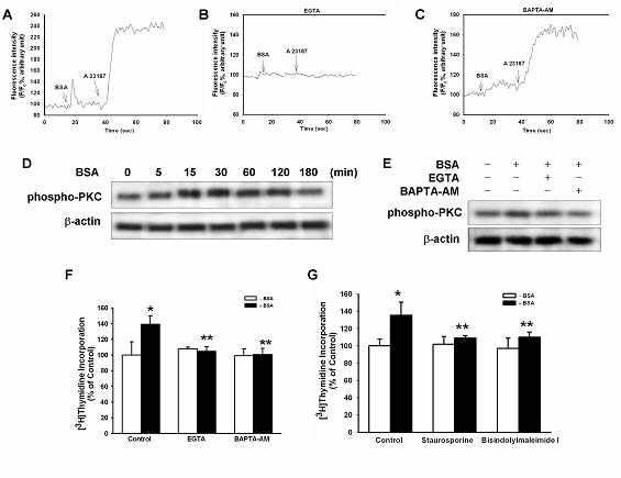 BSA가 Ca2+ 유입과 PKC 활성에 미치는 영향