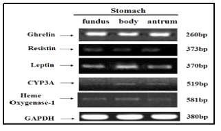 미니돼지의 소화기계 장기중 위 부위에 따른 소화효소 mRNA 발현 변화