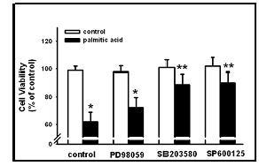 돼지 간세포에서 palmitic acid에 의한 간세포 생존율에 대한 p38 MAPK 억제제 및 JNK 억제제의 차단 효과