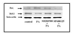 돼지 간세포에서 palmitic acid에 의한 간세포 사멸효과에 대한 p38 MAPK 억제제 및 JNK 억제제의 차단 효과