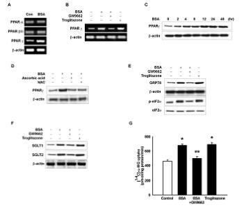 BSA에 의해 유발되는 peroxisome proliferator-activated receptor (PPAR) γ의 활성화가 α -MG uptake에 미치는 영향
