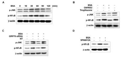BSA에 의한 ER stress가 c-jun NH2-terminal kinase (JNK) 및 nuclear factor-kappa B (NF-κB) 인산화에 미치는 영향