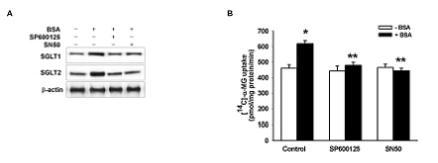 BSA에 의한 JNK 및 NF-κB 활성화가 α-MG uptake에 미치는 영향