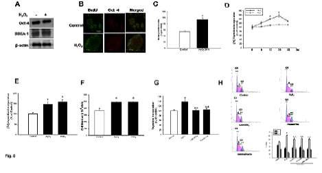 NF-κB가 H O 에 의한 PGE 합성과 세포증식과의 관계