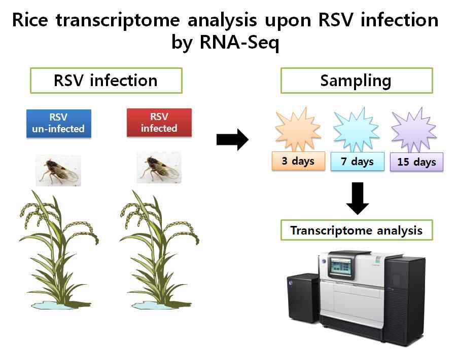 차세대 유전자 분석 기술을 이용한 RSV 감염시 벼 유전자 발현 변화 연구 실험 모식도.