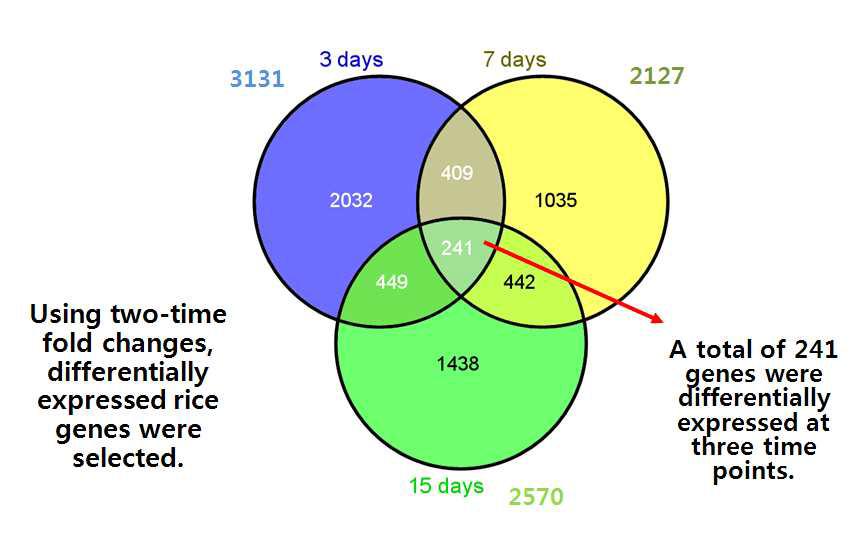 각 시간대별로 RSV 감염시 발현량이 크게 변화한 벼 유전자들의 수의 비교.