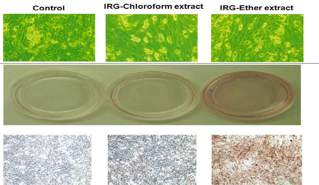 IRG 추출물에 의한 지방세포 분화능 검정 (Oil red O 염색)