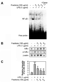 알팔파 활성분획물의 LPS 유도성 전자인자 NF-KB의 DNA결합활성에 미치는 억제효과
