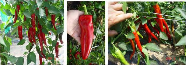 유용한 Capsicum annuum L. 자원들